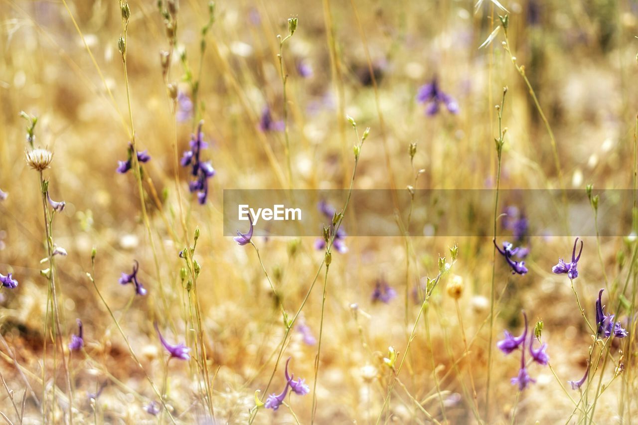 CLOSE-UP OF PURPLE FLOWERING PLANTS ON LAND