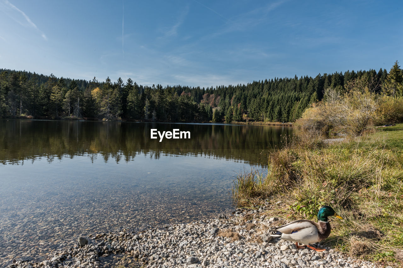 BIRDS IN LAKE AGAINST SKY