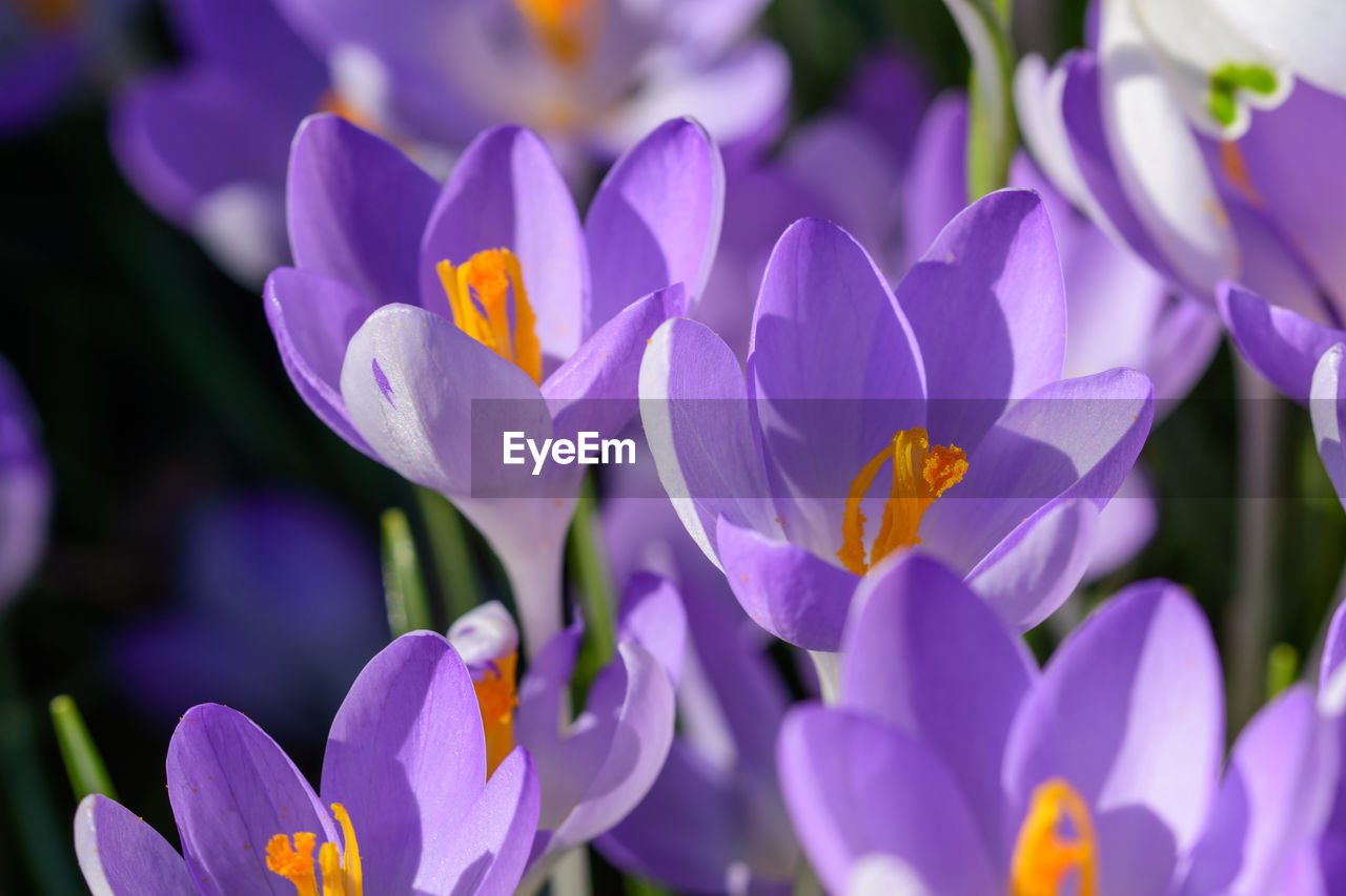 flower, flowering plant, plant, beauty in nature, freshness, crocus, purple, petal, close-up, fragility, nature, growth, flower head, inflorescence, macro photography, no people, springtime, blossom, iris, flowerbed, botany, outdoors, focus on foreground, selective focus, pollen, vibrant color