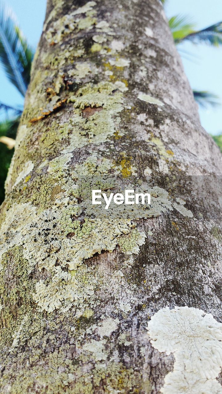 LOW ANGLE VIEW OF TREE TRUNK AGAINST SKY