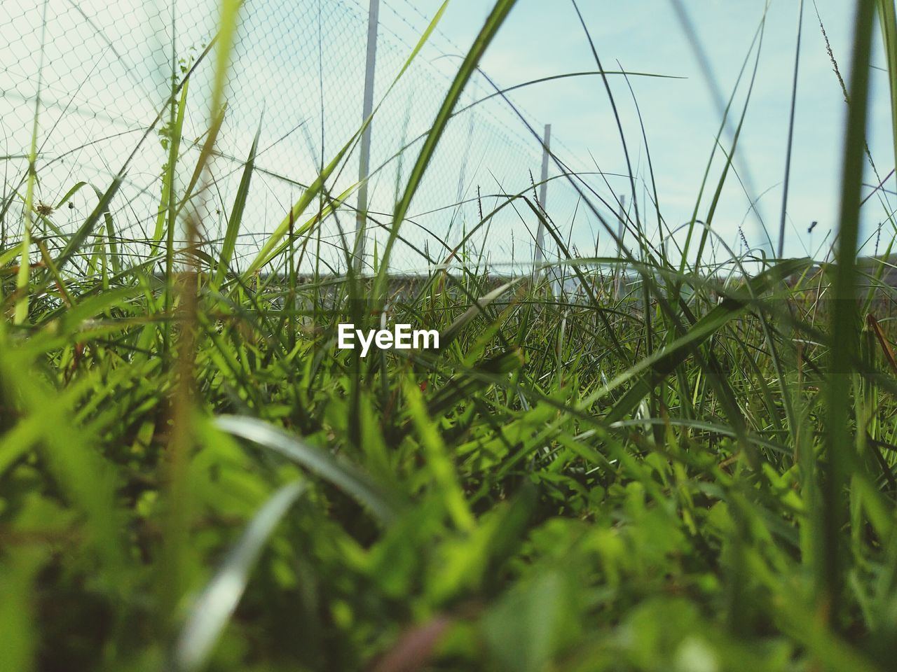 CLOSE-UP OF GRASS ON LAND