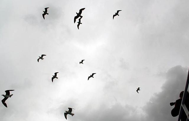 LOW ANGLE VIEW OF BIRDS FLYING OVER THE SKY