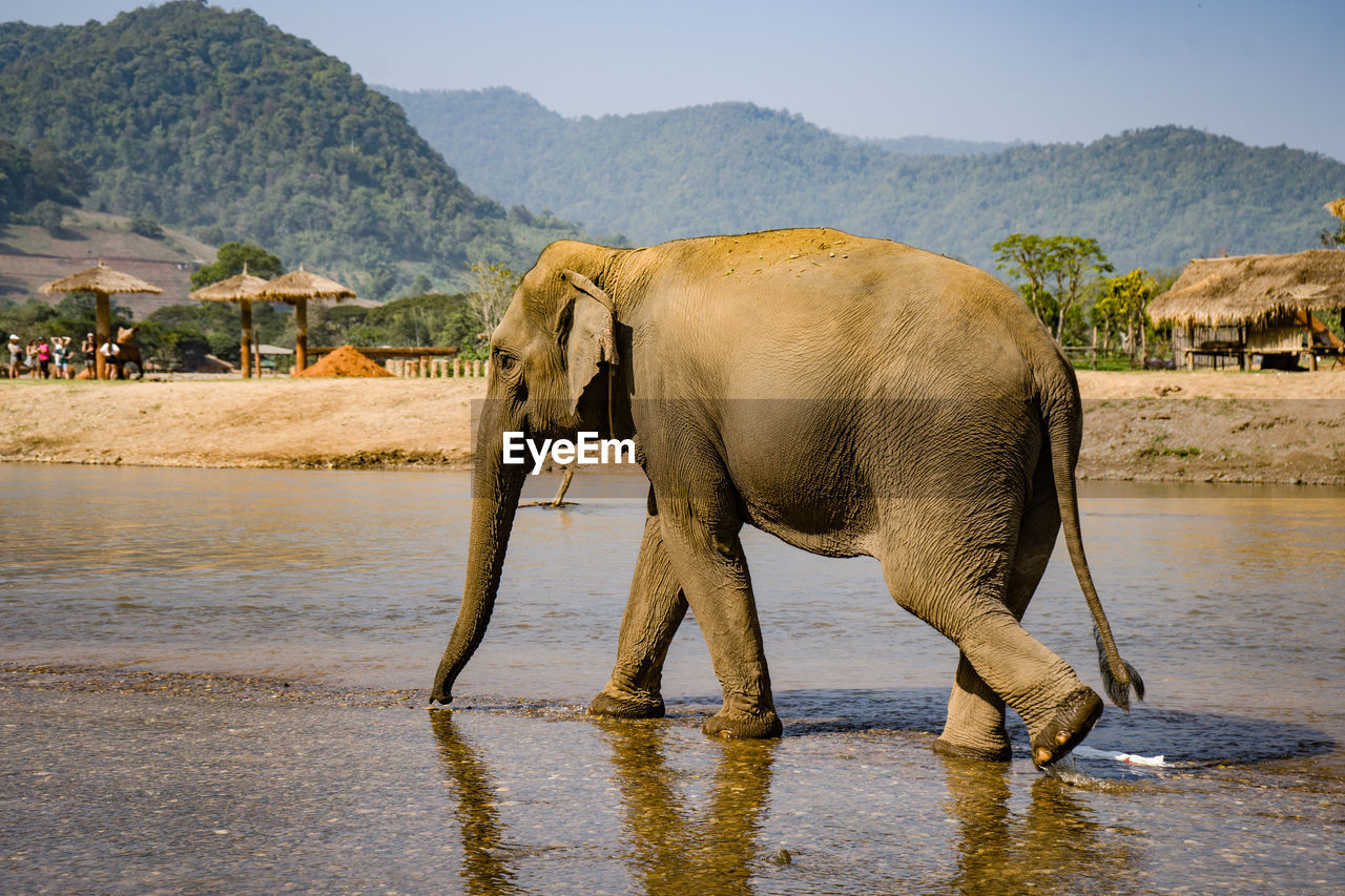 Elephant drinking water