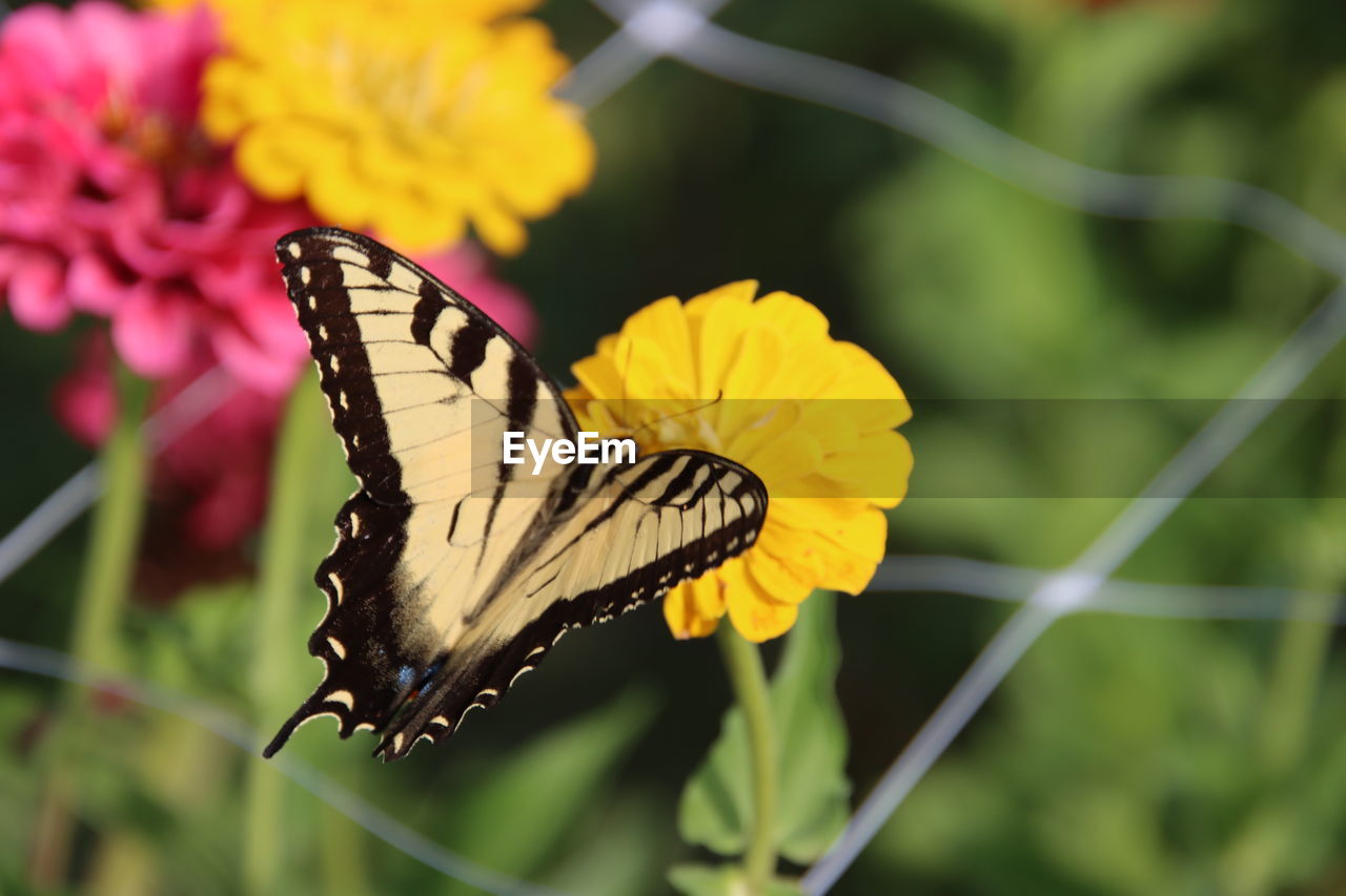 flower, beauty in nature, insect, butterfly, animal themes, flowering plant, animal wildlife, animal, animal wing, moths and butterflies, plant, one animal, nature, fragility, wildlife, freshness, close-up, monarch butterfly, yellow, animal body part, petal, macro photography, focus on foreground, flower head, no people, summer, outdoors, feeding, growth, perching, pollination, day, side view