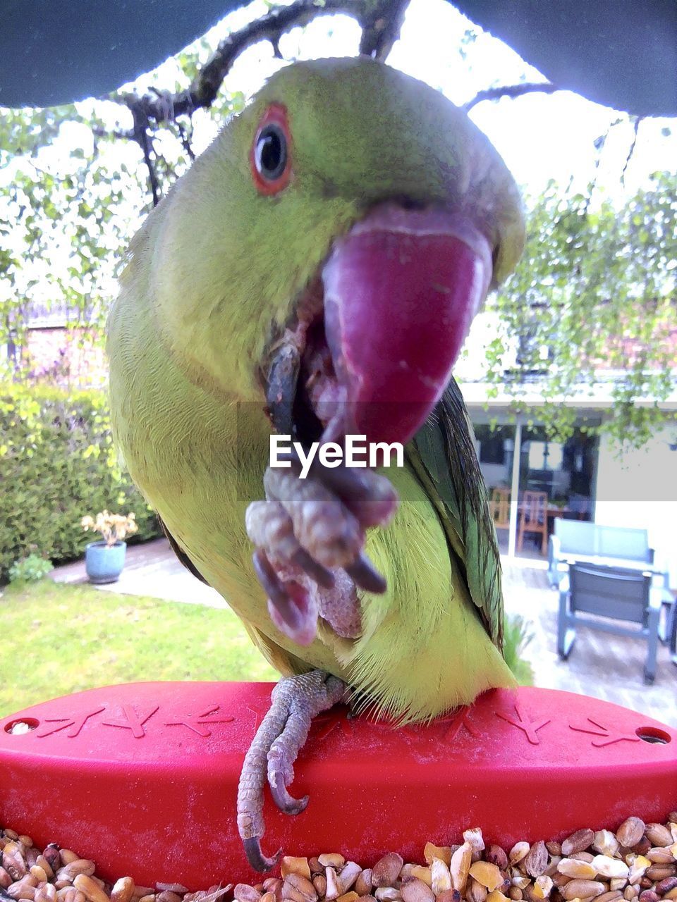 close-up of parrot in cage