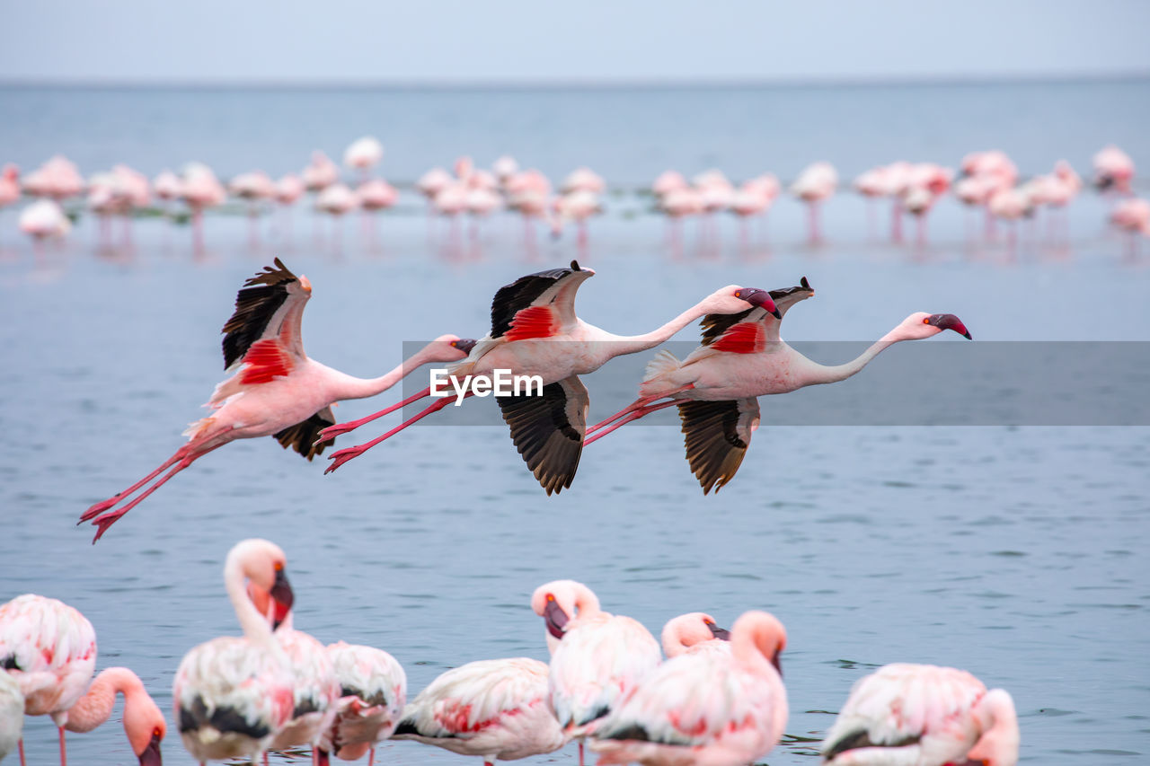 flamingo, animal, bird, animal themes, pink, animal wildlife, wildlife, water, group of animals, water bird, large group of animals, nature, lake, flock of birds, colony, beauty in nature, no people, animal body part, travel destinations, flying, wading, day, freshwater bird, outdoors, focus on foreground