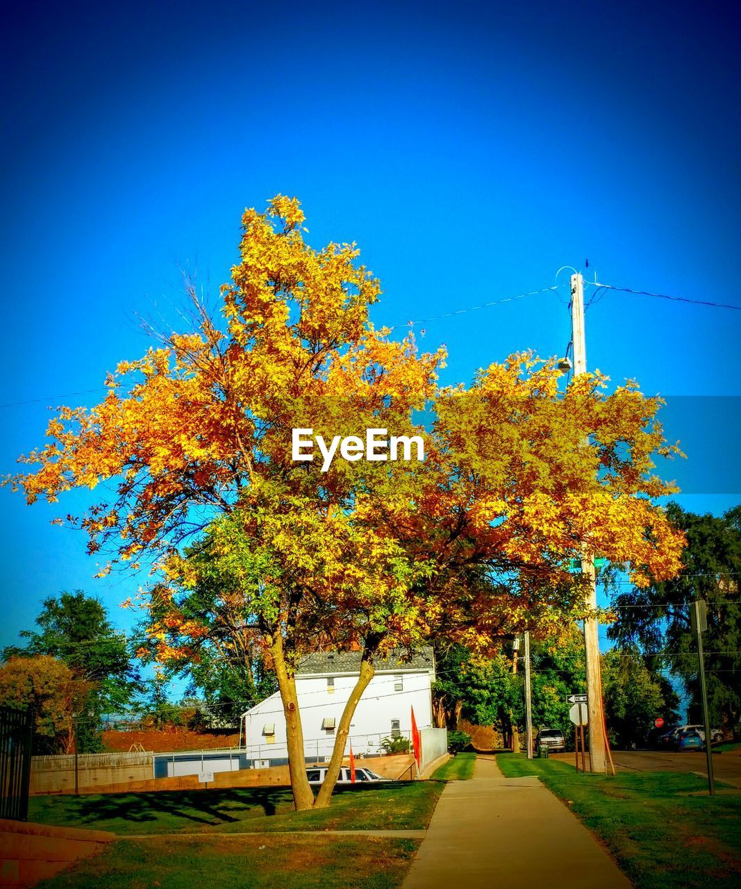 Trees in park against clear blue sky