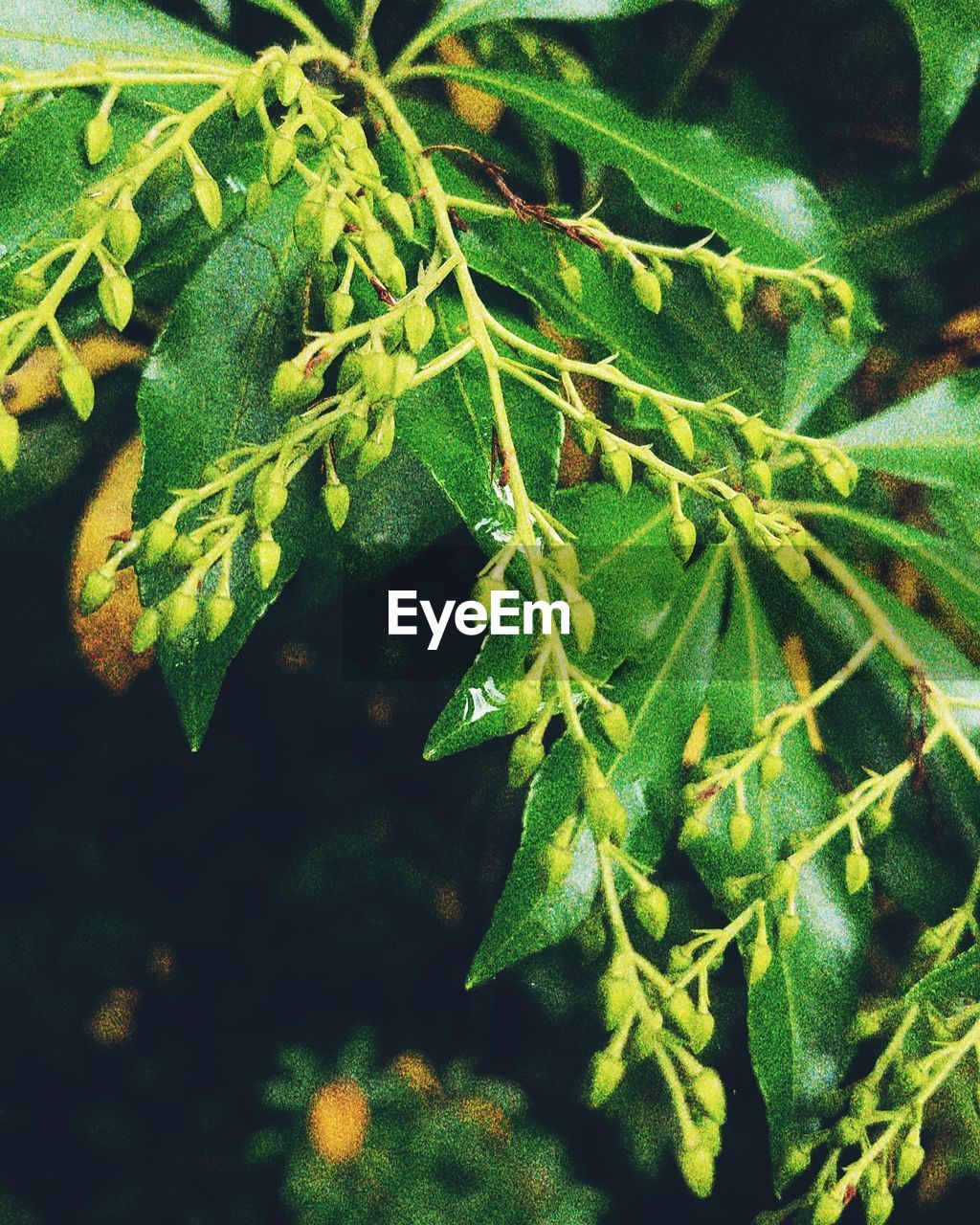 CLOSE-UP OF GREEN LEAVES