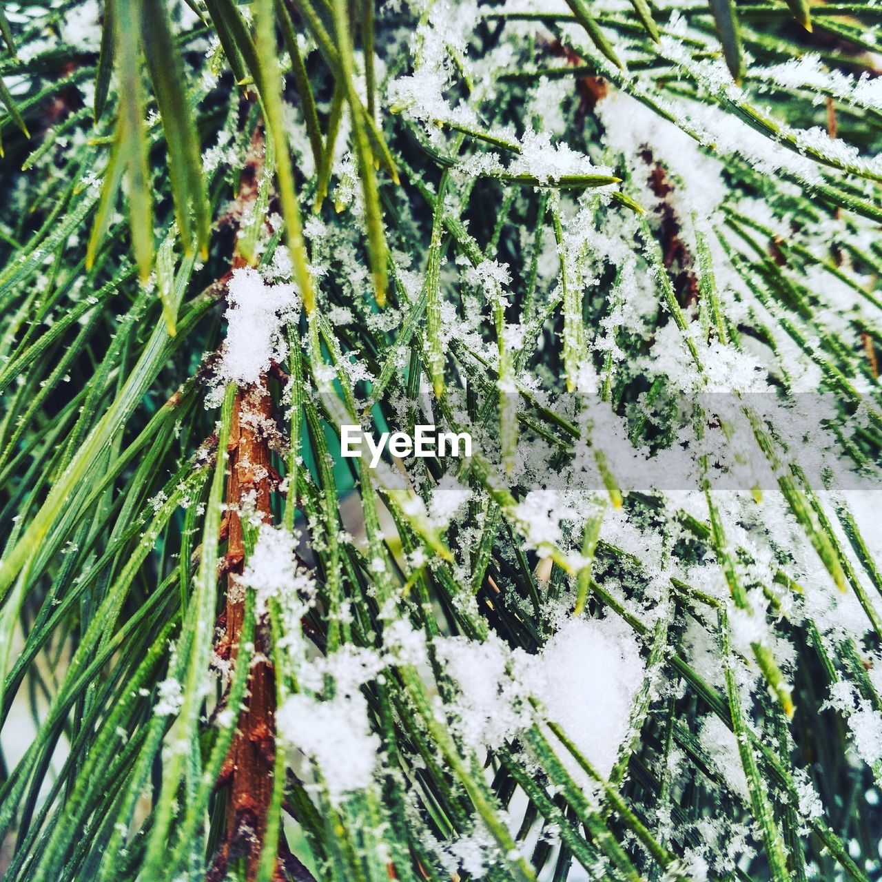 CLOSE-UP OF SNOW ON PLANT