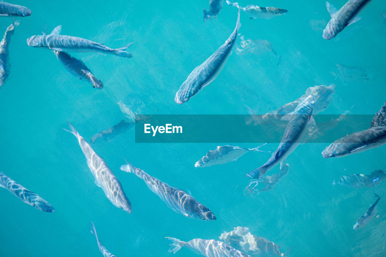 AERIAL VIEW OF FISH SWIMMING