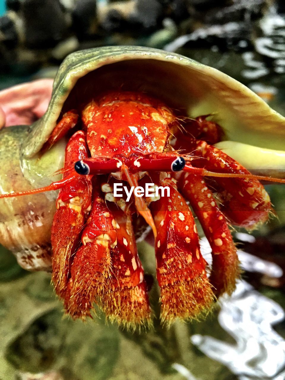 Close-up of hermit crab