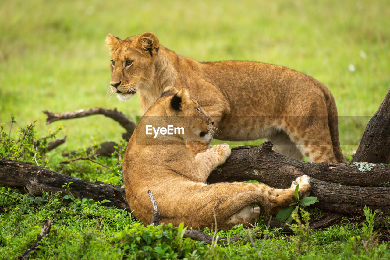 LION RELAXING IN A GRASS