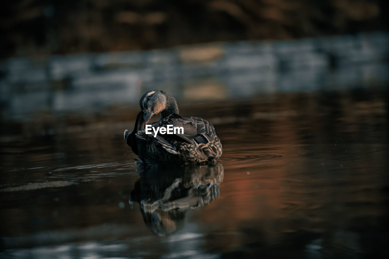 Duck swimming in a lake