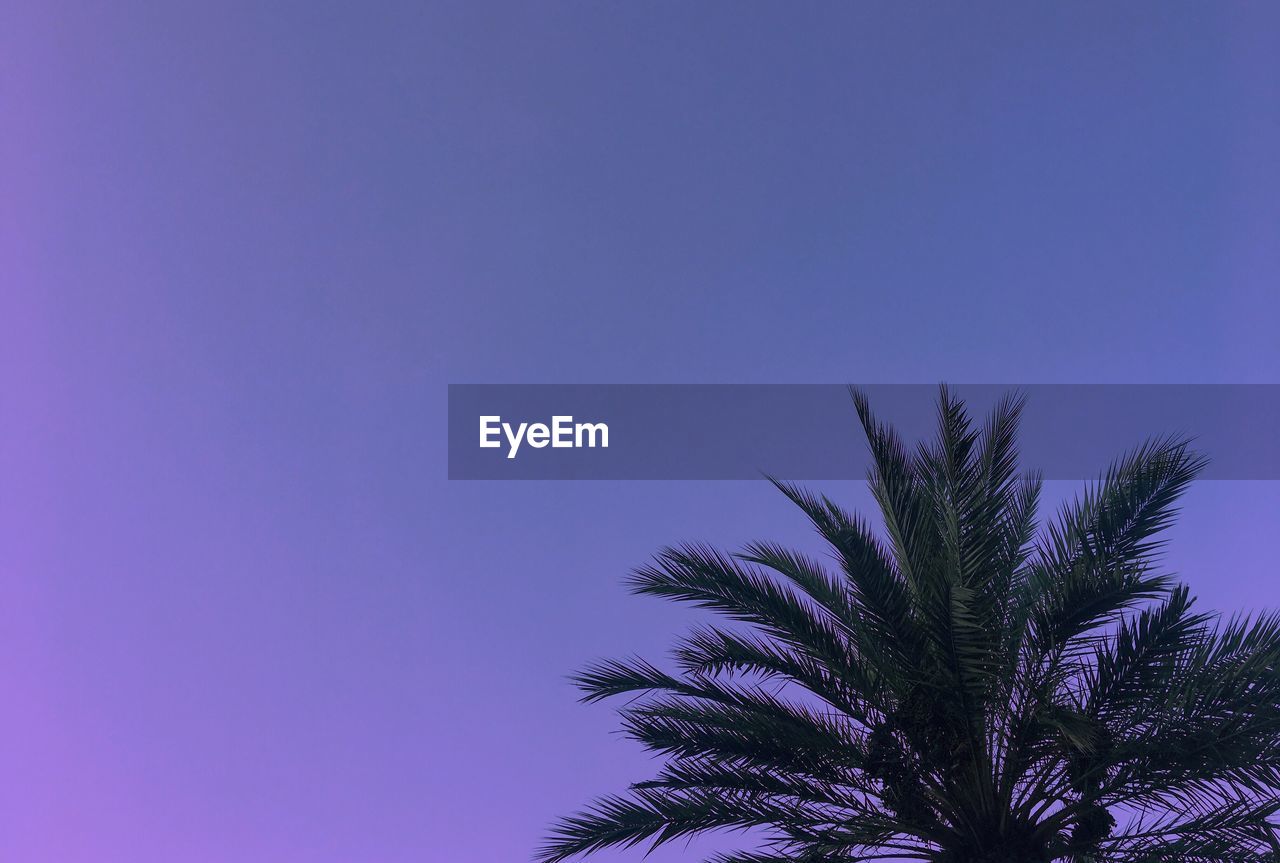 Low angle view of palm tree against clear blue sky