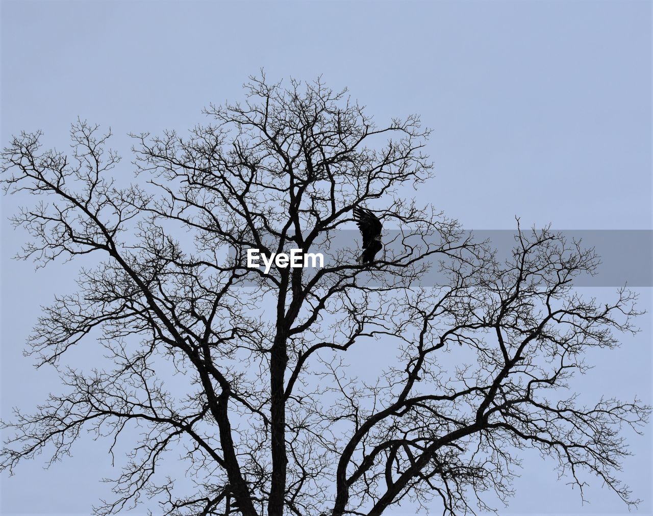 LOW ANGLE VIEW OF BIRD PERCHING ON BARE TREE