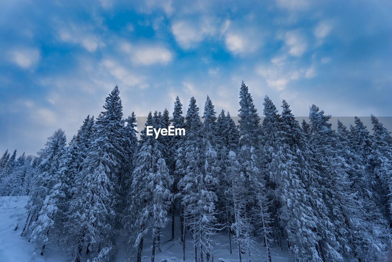 Snow covered pine trees in forest against sky