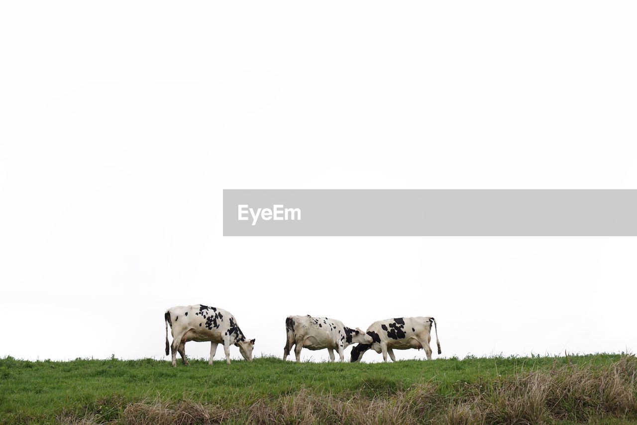 Cows grazing on field against clear sky