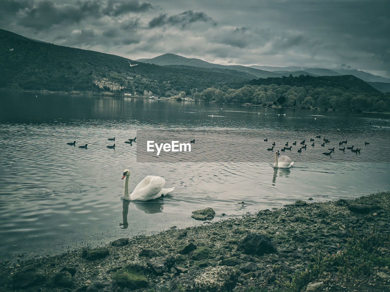 Swans in the lake 