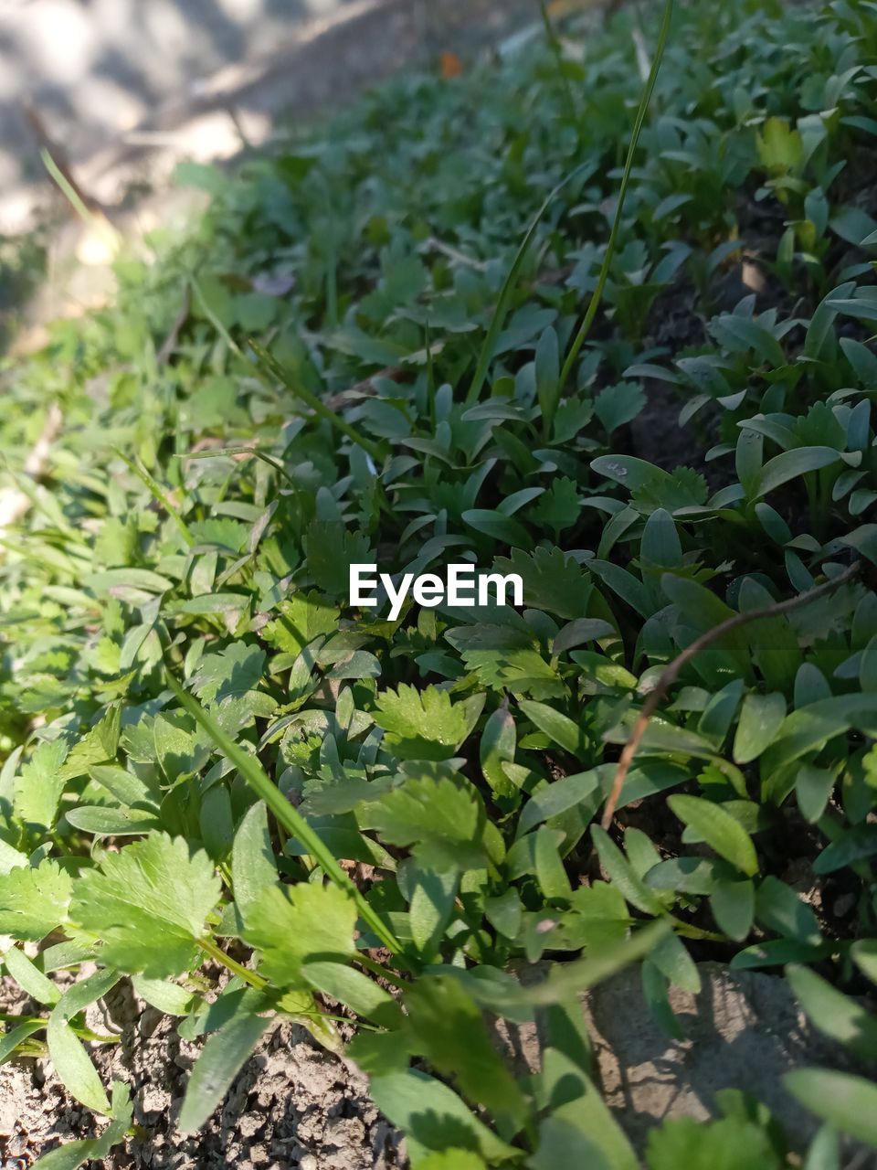 CLOSE-UP OF GREEN PLANT