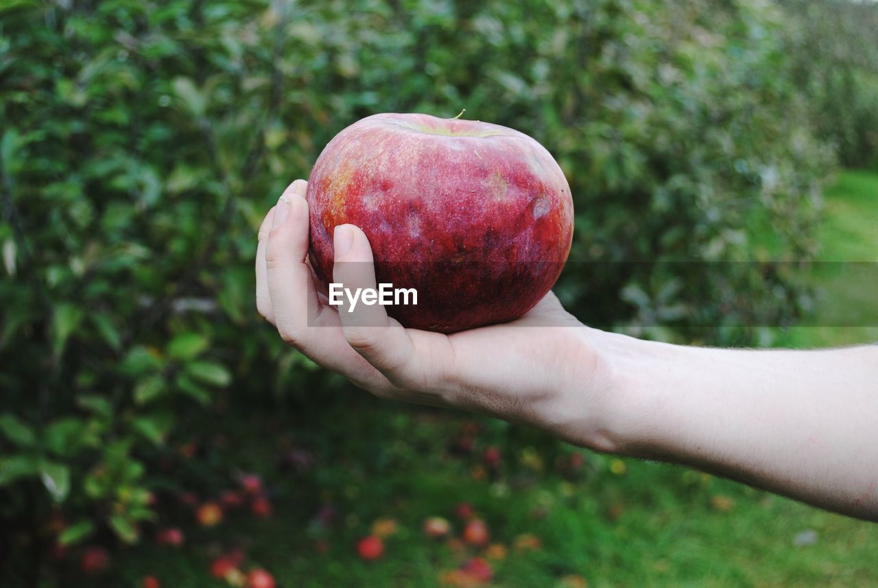 Cropped image of person holding apple in orchard
