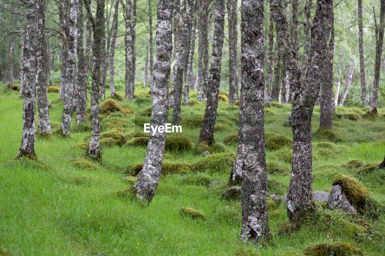 Pine trees in forest