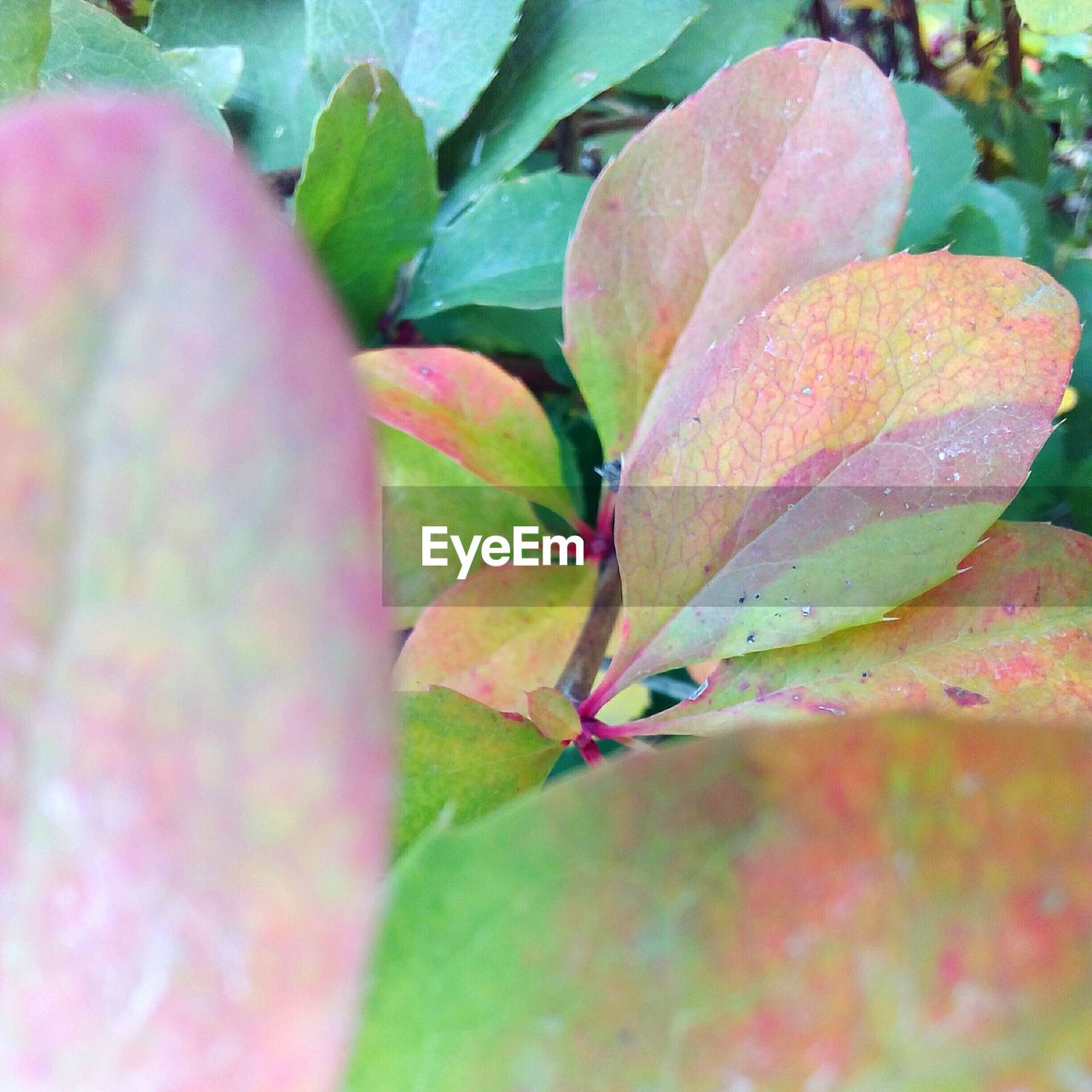 CLOSE-UP OF PINK FLOWER PLANT