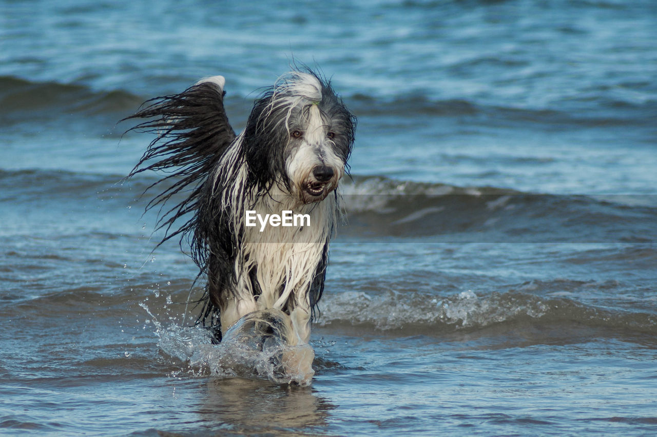 Wet dog standing on shore