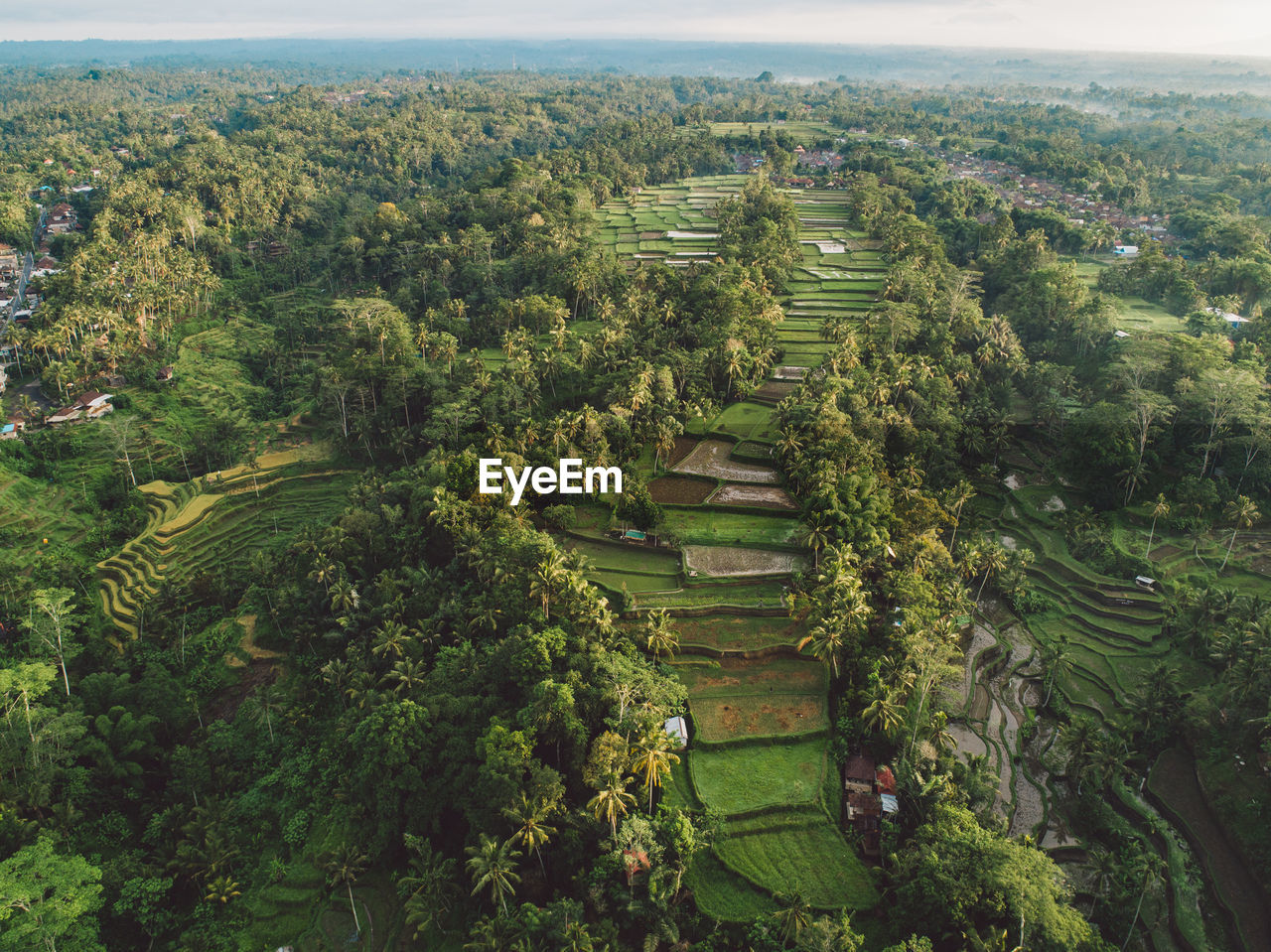 High angle view of agricultural field