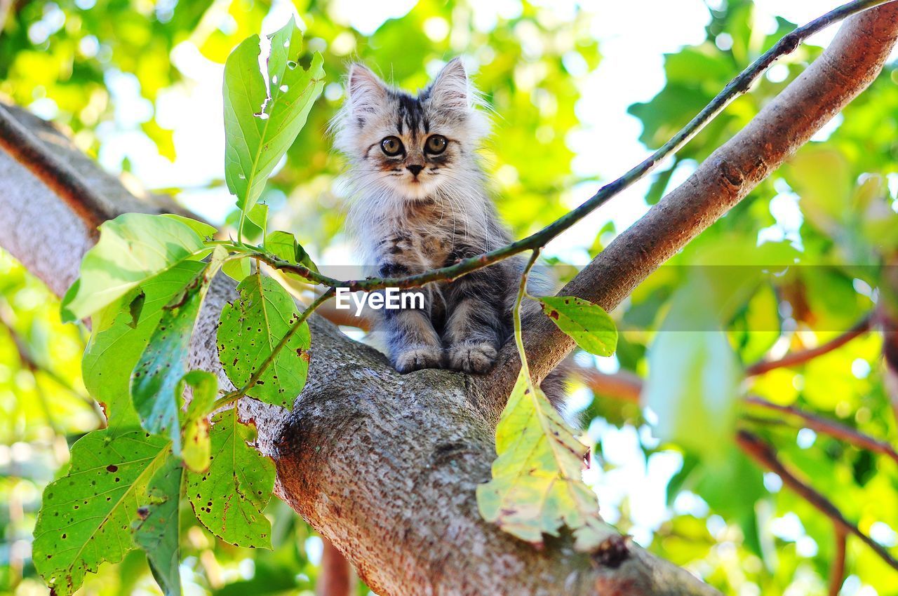 LOW ANGLE VIEW OF A CAT