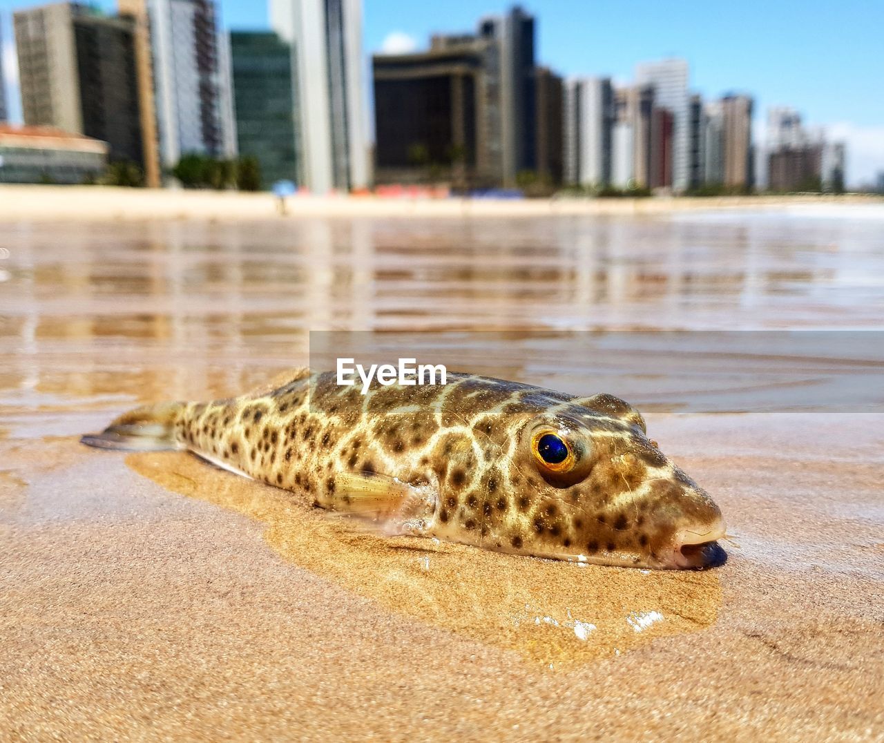 Fish at low tide