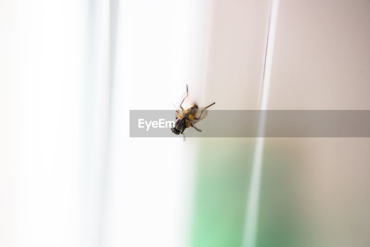 Close-up of housefly on glass window