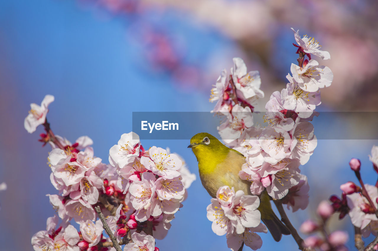 Plum and whiteeyes　at osaka castle park