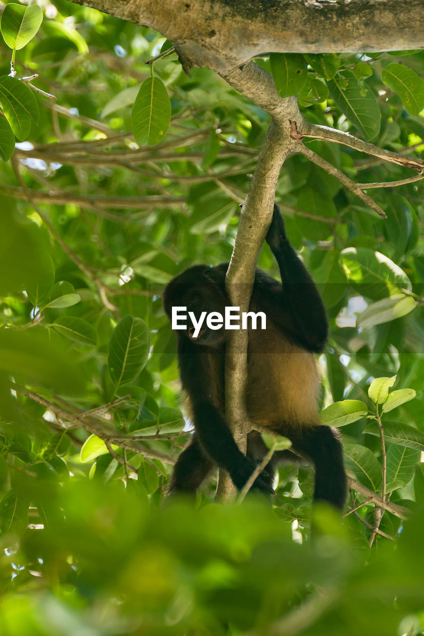 Low angle view of monkey on branch