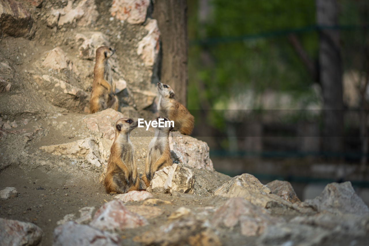 VIEW OF A SQUIRREL