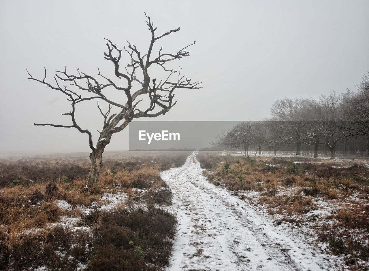 Bare trees on snow covered land against sky