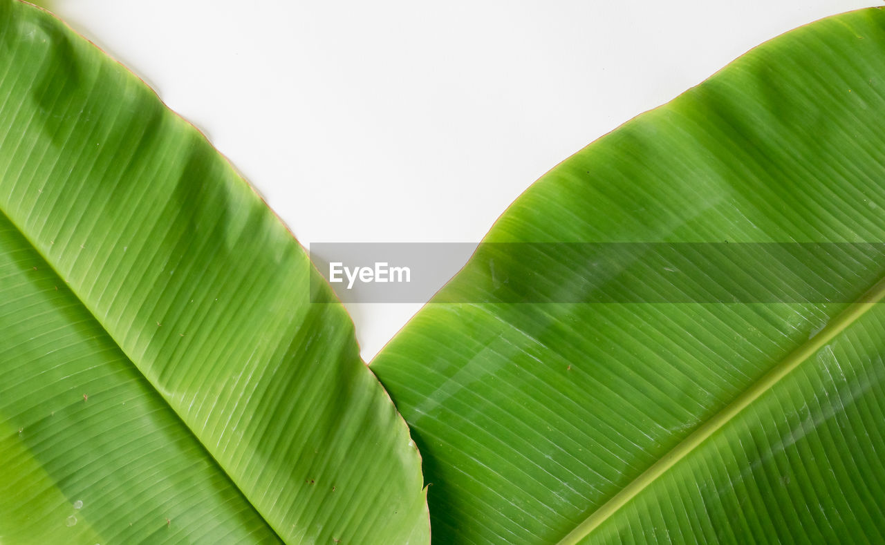 CLOSE-UP OF GREEN LEAVES