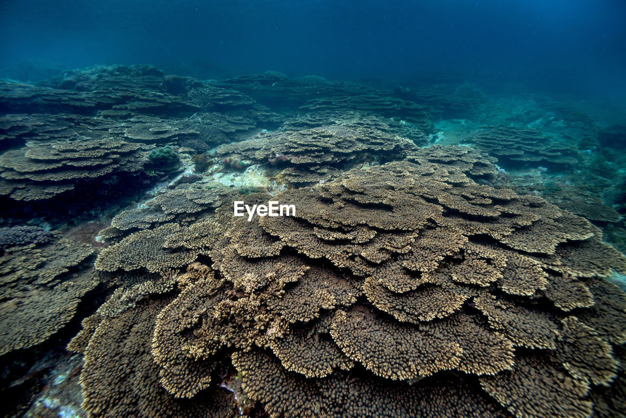 AERIAL VIEW OF SEA AND CORAL
