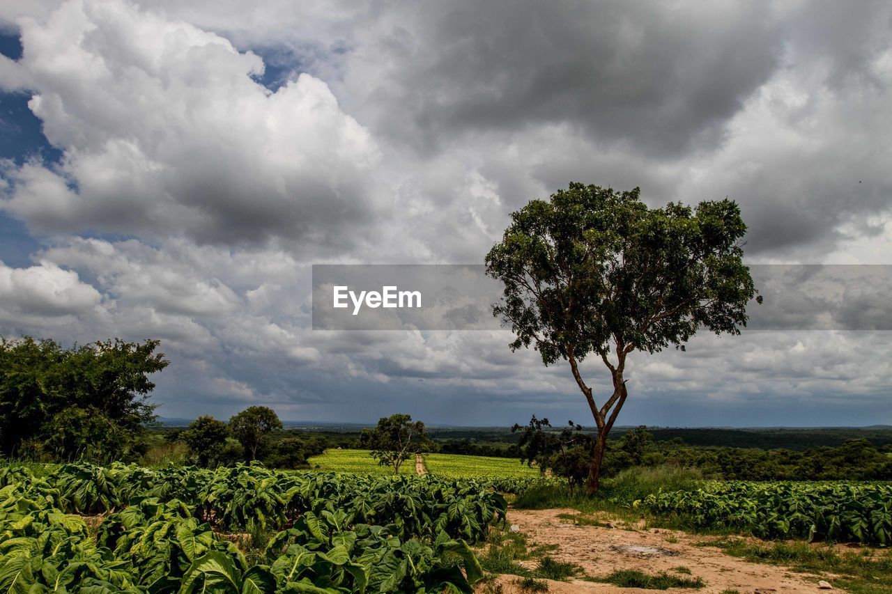 Tree on field against cloudy sky