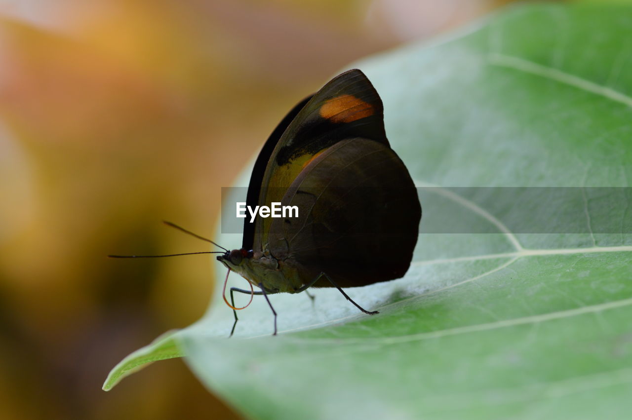 Close-up side view of butterfly on leaf