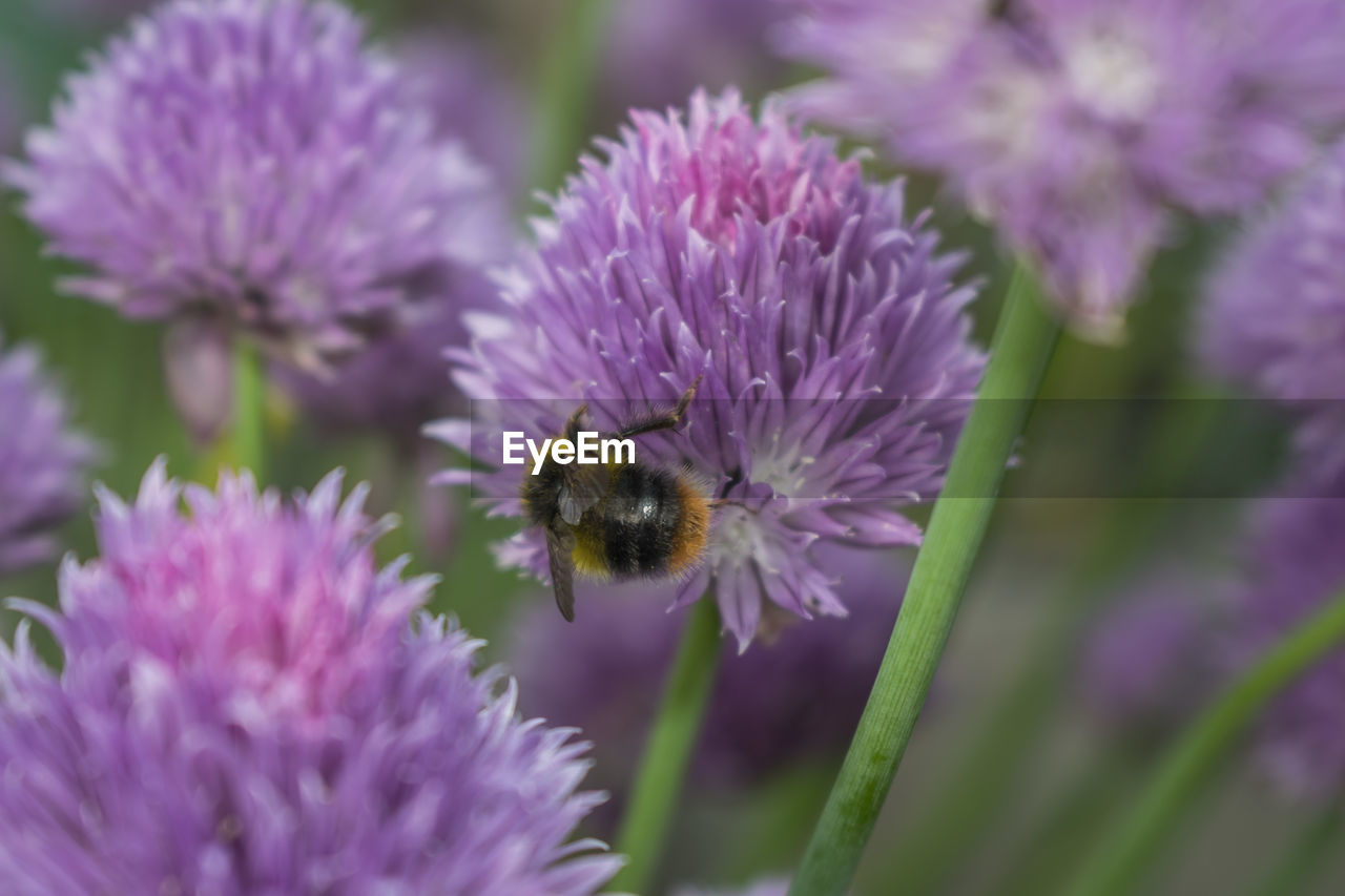 CLOSE-UP OF BEE POLLINATING ON PURPLE FLOWER