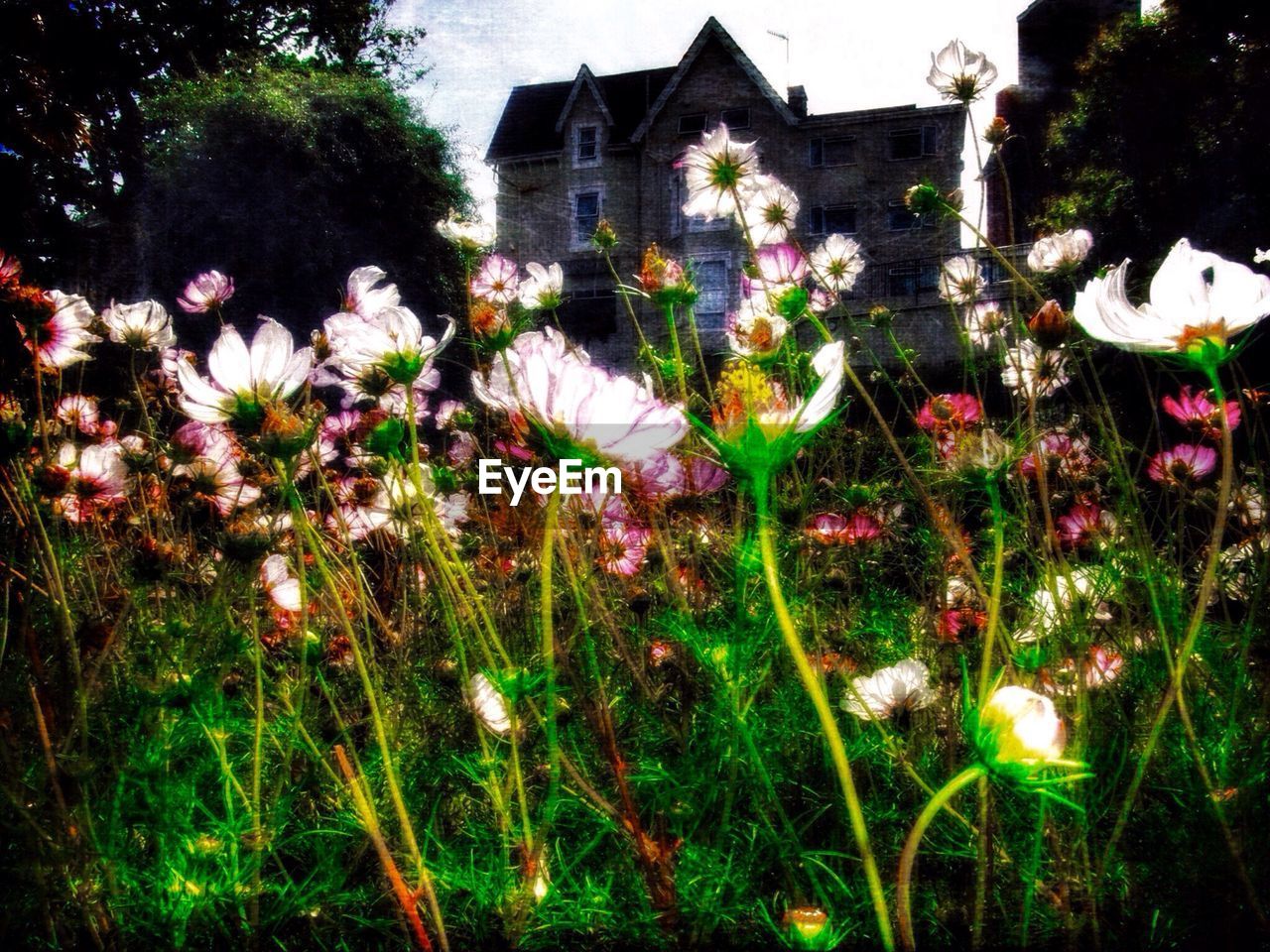 White flowering plants growing in front of house