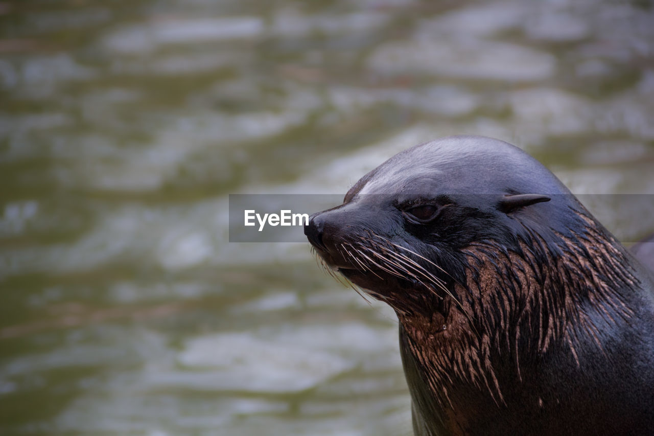 Close-up of sea lion