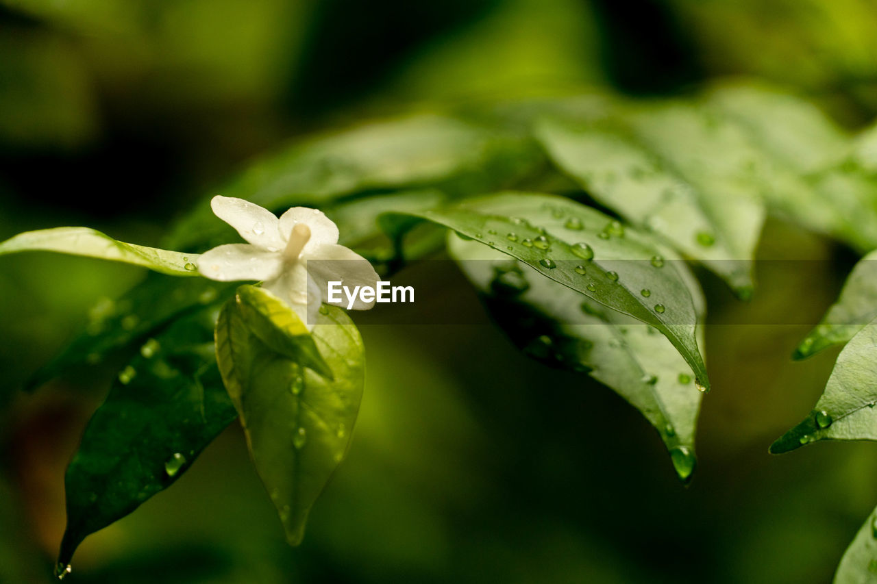 Close-up of flowering plant