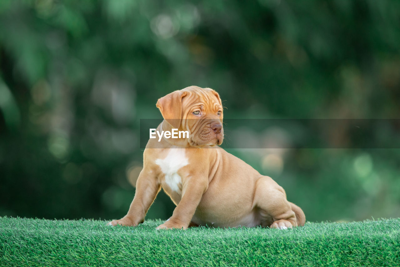 Dog looking away outdoors