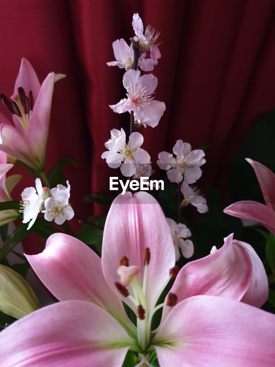 Close-up of pink flowering plant