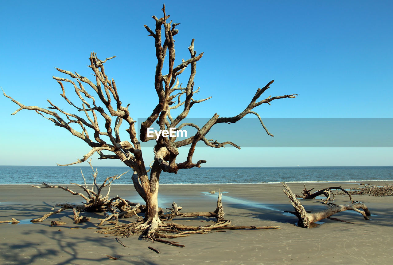 View of driftwood on beach against clear sky