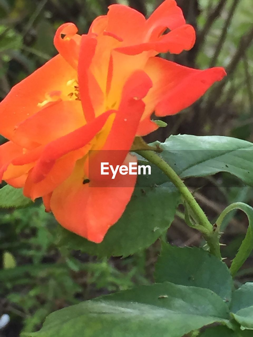 Close-up of orange rose blooming in park