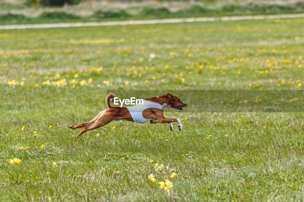 grass, meadow, plant, animal themes, animal, nature, grassland, pasture, flower, one animal, lawn, dog, field, mammal, no people, green, day, prairie, natural environment, animal wildlife, pet, land, flowering plant, outdoors, beauty in nature, environment, wildlife, plain, sunlight, landscape, full length, motion, domestic animals