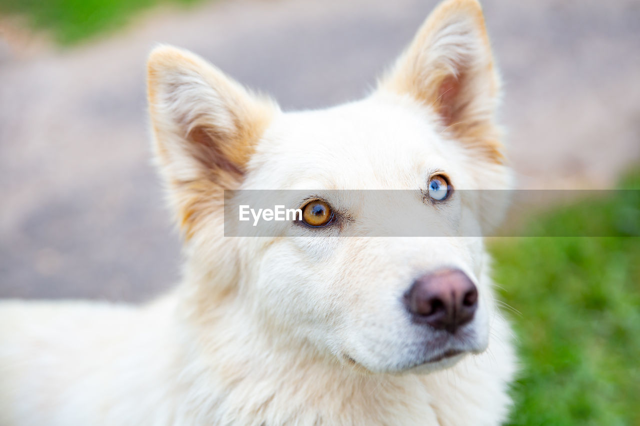 Close-up portrait of a dog with heterochromia. 