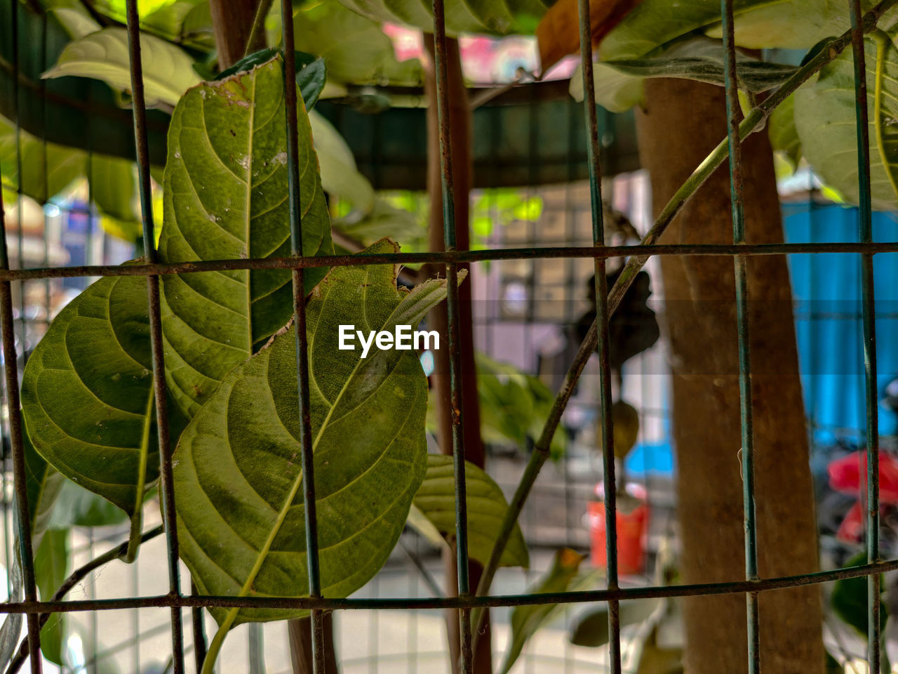 CLOSE-UP OF GREEN LEAVES SEEN THROUGH METAL GRATE